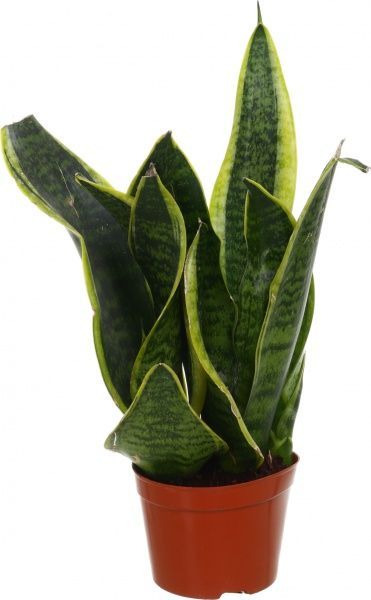Растение Сансевиерия 9х25 см
