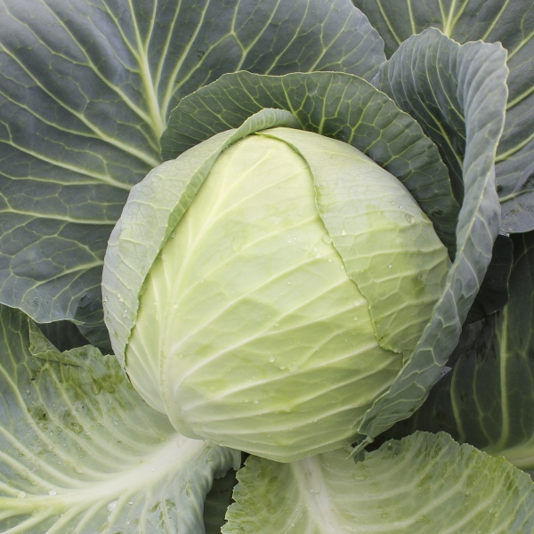 Семена Професійне насіння капуста белокочанная Нью йорк F1 20 шт. (4820176690753)