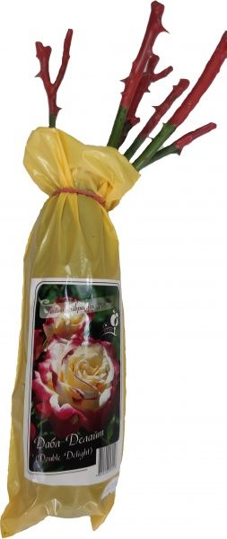 Саджанець Dekoplant Троянда чайно-гібридна Дабл Делайт