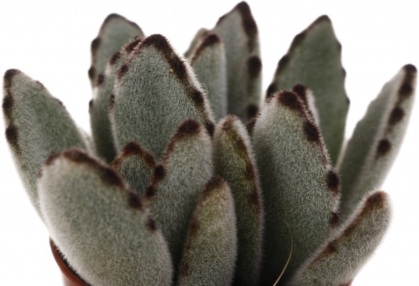 Рослина кімнатна Сукулент 5х8 см