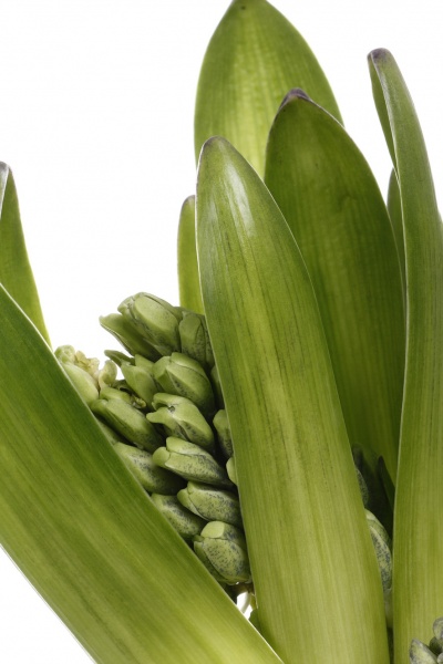 Растение комнатное Гиацинт микс 3рр 12/15