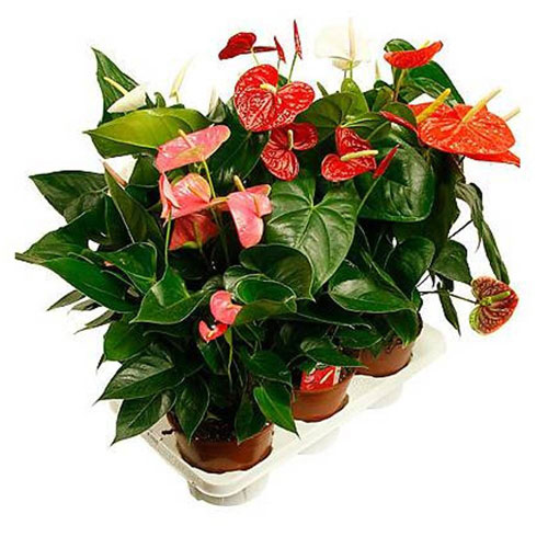 Растение Антуриум Фламинго микс d21/h65