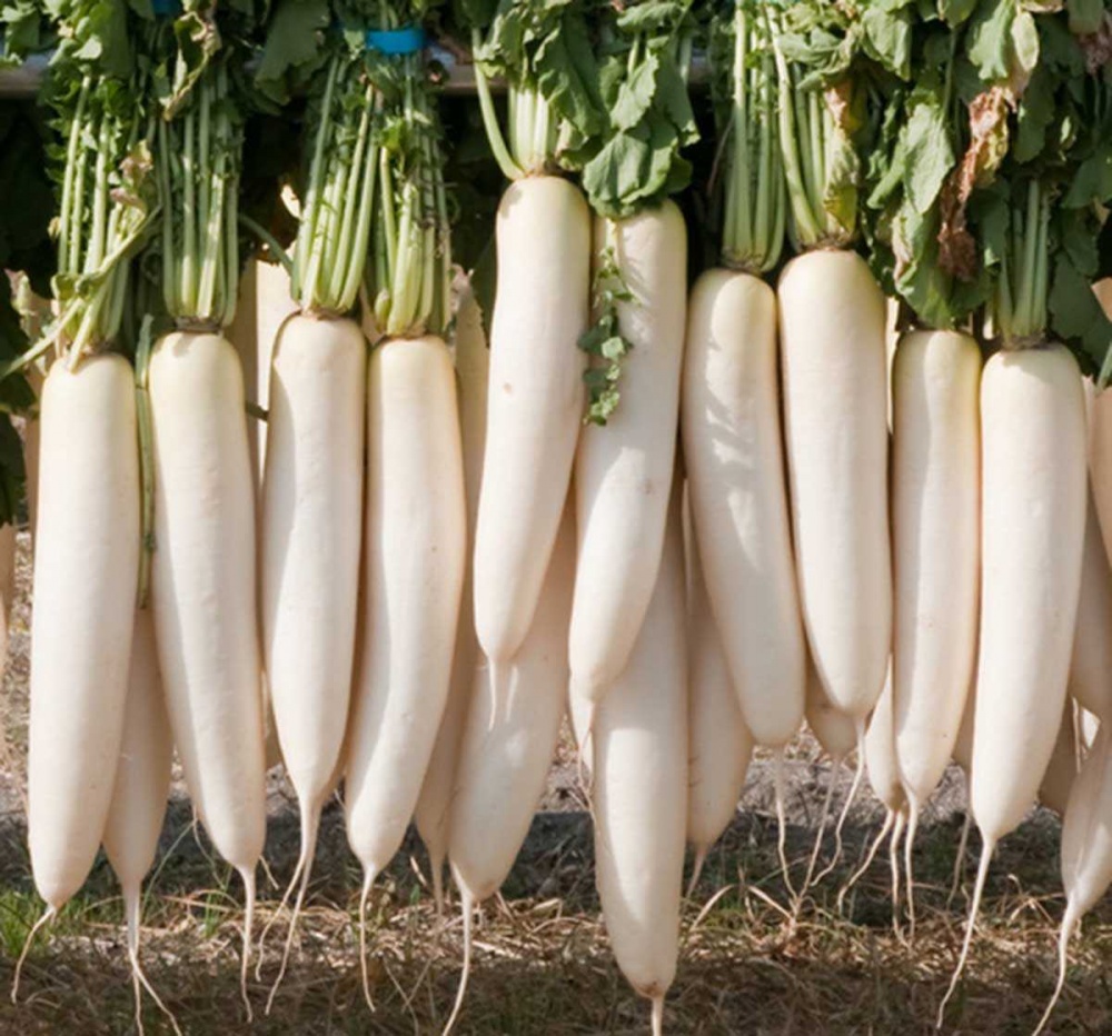 Семена Професійне насіння редька Дайкон японский 3г (4823058205649)