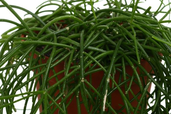 Рослина Ріпсаліс 12х25 см валентина