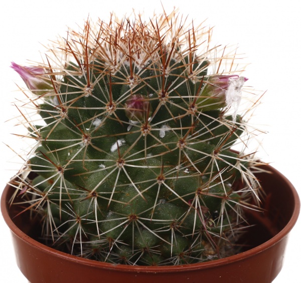 Рослина кімнатна Кактус мікс 5х10 см