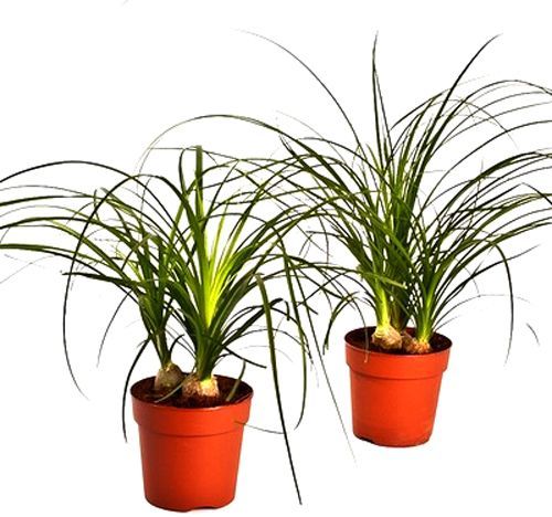 Растение комнатное Нолина 12/34 Nolina 3pp