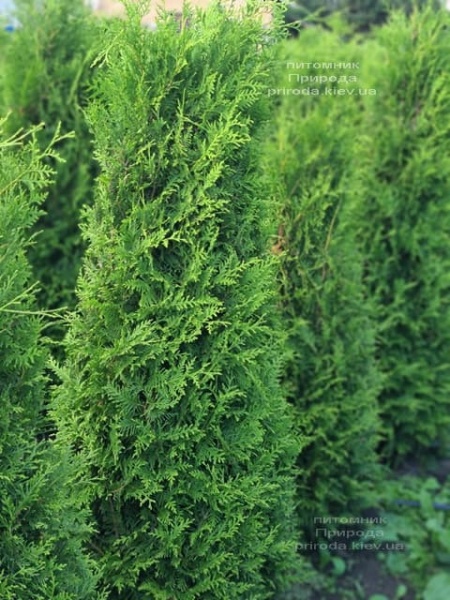 Рослина Туя західна Brabant (R18-S23 h140-160 Extra WRB+C)