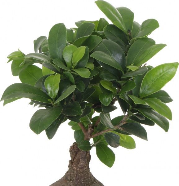 Рослина кімнатна Фікус Гінсенг в кольорових горщиках 14x40 см