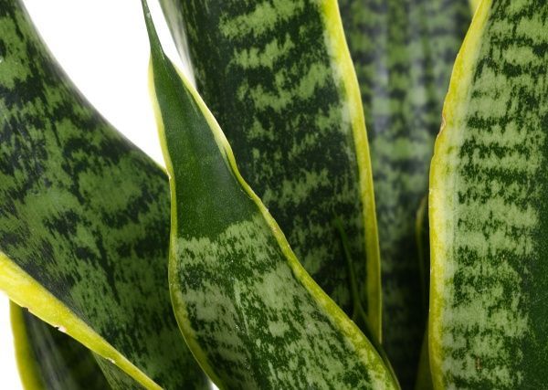 Растение Сансивьера 11х40 см