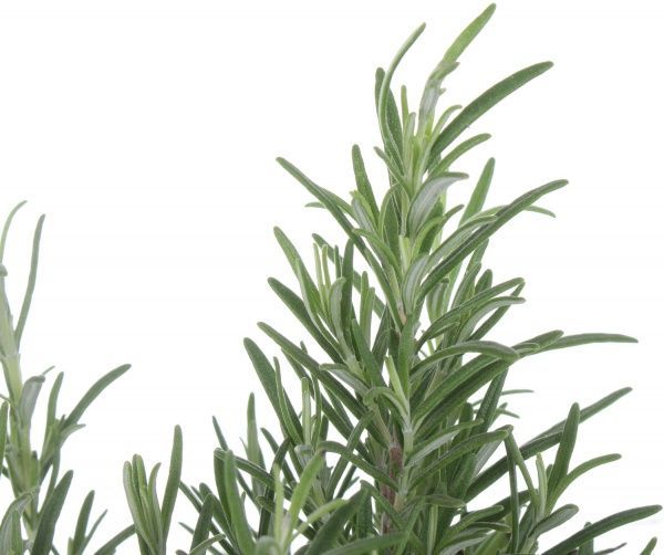 Растение комнатное Розмарин 13x30 см