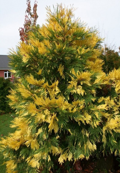 Растение Калокедр / Calocedrus decurrens Aureovariegata Pa 80-100