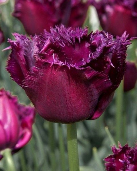 Луковица Тюльпан Gorilla 3 шт. 