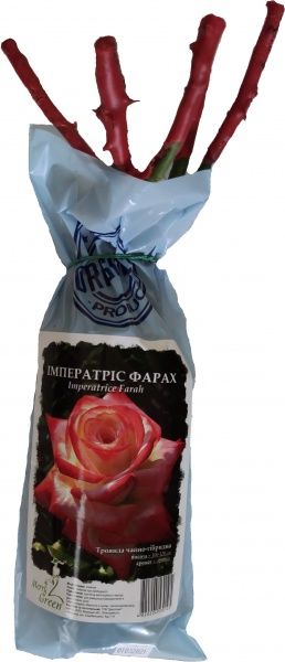 Саджанець Merry Green Троянда чайно-гібридна Імператріс Фарах