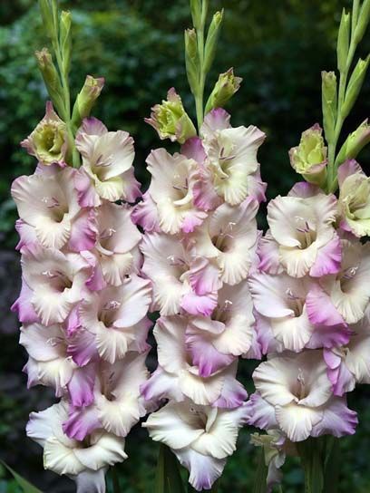 Клубнелуковица гладиолуса Тампере 3 шт. 