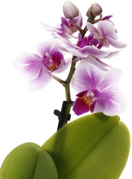 Растение комнатное Фаленопсис мини микс 6х20 см 1 ствол