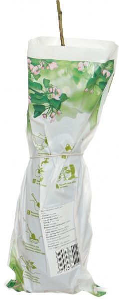 Саджанець ожини Рубен