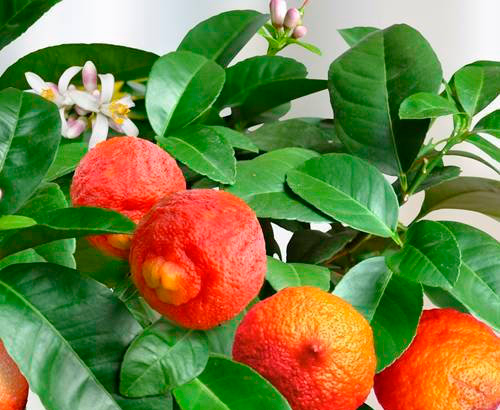 Растение Красный лайм 18х65 см