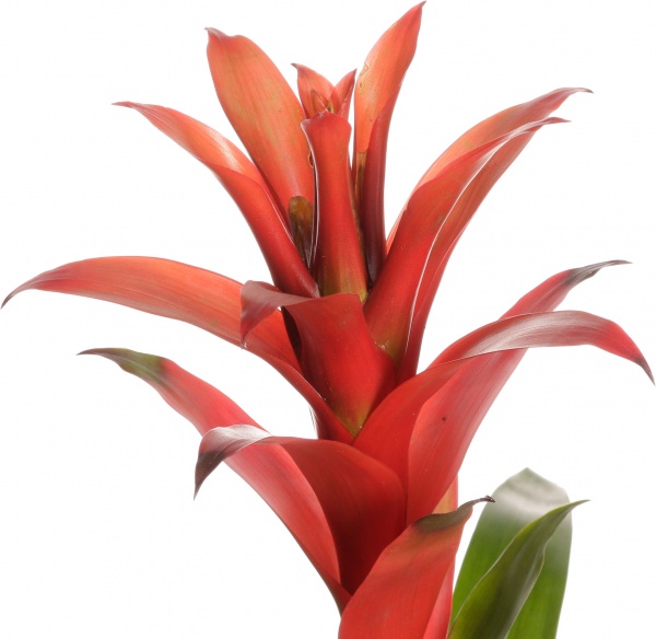 Рослина гузманія санітайм 12/40