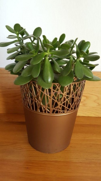 Кашпо пластиковое Prosperplast City круглый 1,4л (78992-874) золотистый 