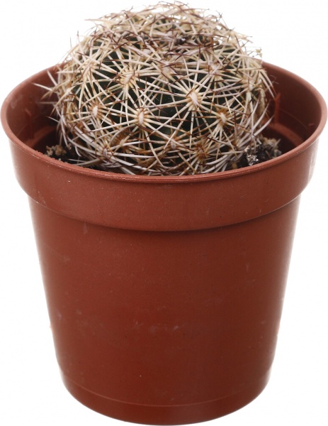 Рослина кімнатна Кактус мікс 5х10 см