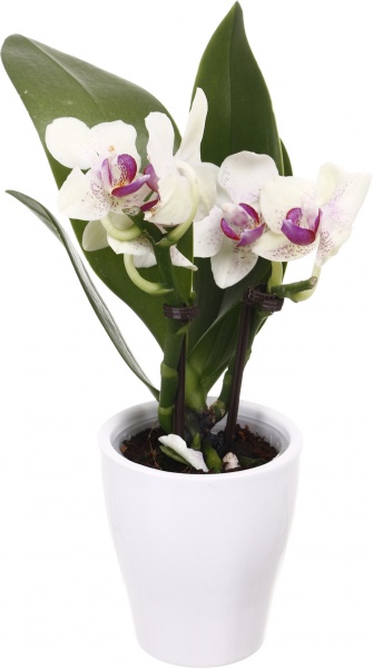 Рослина кімнатна Фаленопсис міні 6х20 см 1 стовбув мікс у кераміці