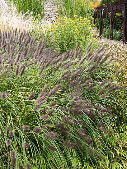 Корневище Heemskerk Vasteplanten B.V. пеннисетума Блек Бьюти 1 шт.