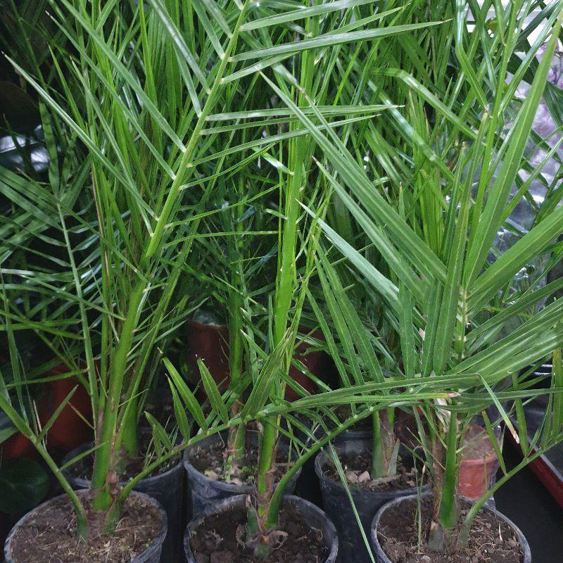 Рослина Фінікова пальма 15х60 Сanariensis