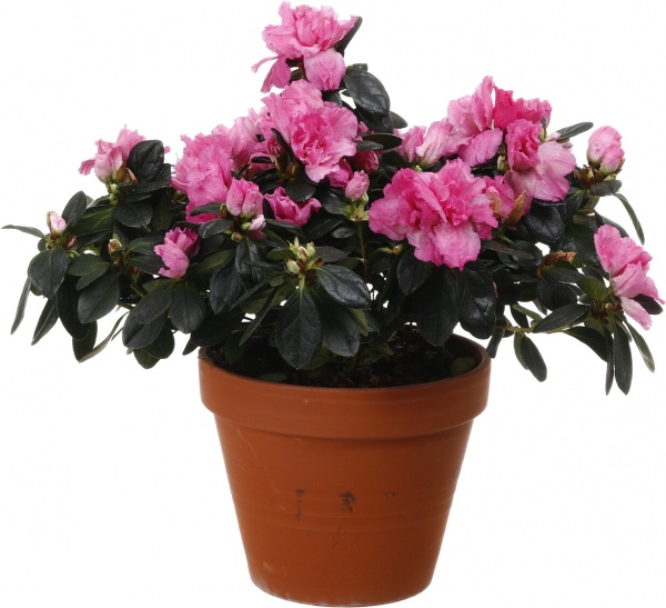 Рослина кімнатна Азалія мікс 17/35
