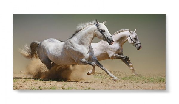 Репродукция Жизнь животных 96x48 см 