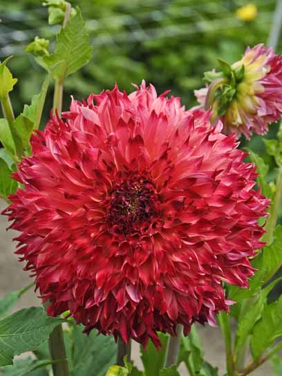 Коренебульба TUBERBULB Export B.V. жоржини фімбріати Айана 1 шт. 