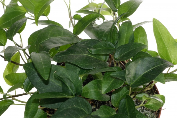 Растение хедера вондер грин 13/25