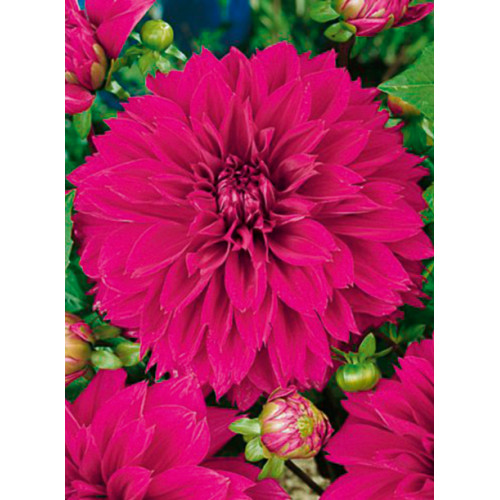 Корнеклубень Георгина Thomas A Edisson 1 шт. Яскрава