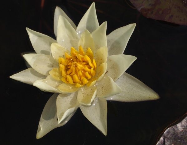 Растение Нимфея Pygmaea Alba