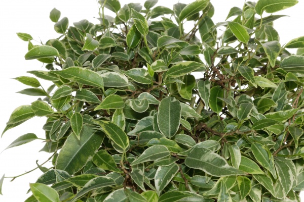 Рослина фікус kinky 12/18