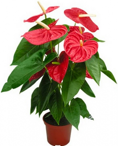 Рослина Антуріум 9/30