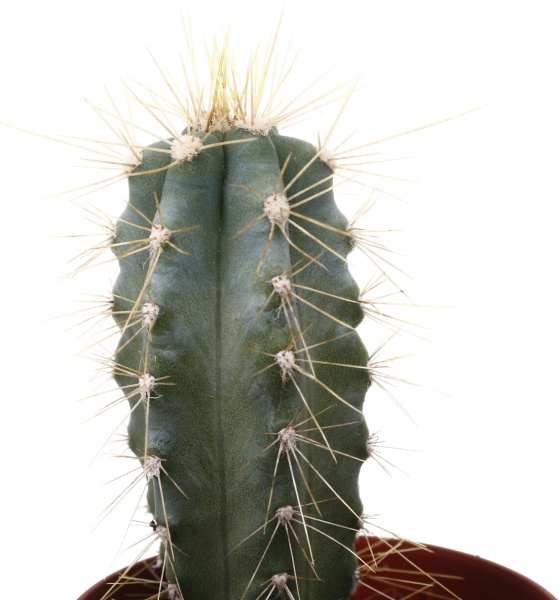 Рослина кімнатна Кактус мікс 5х10 см