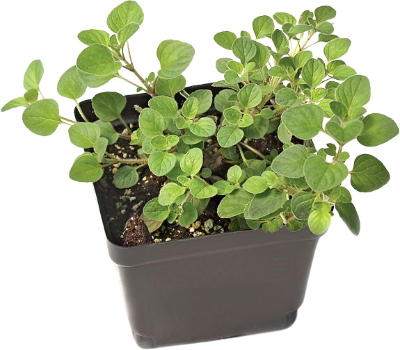 Растение Херб микc d12