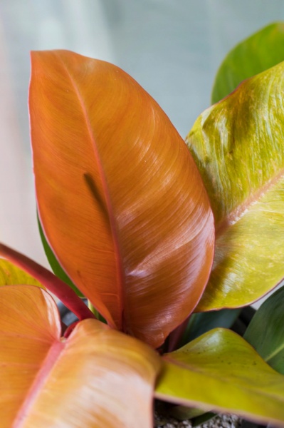 Рослина кімнатна Філодендрон Prince of Orange d14/h30