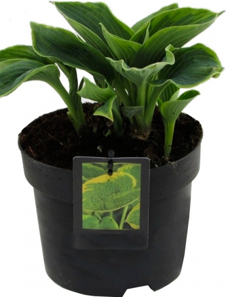 Растение Хоста видовая С5