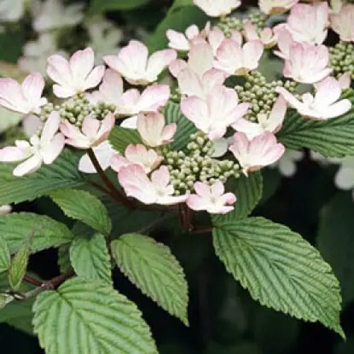 Растение Калина складчатая Пинк Бьюти / Viburnum plicatum 'Pink Beauty' С7,5/Н 60-80