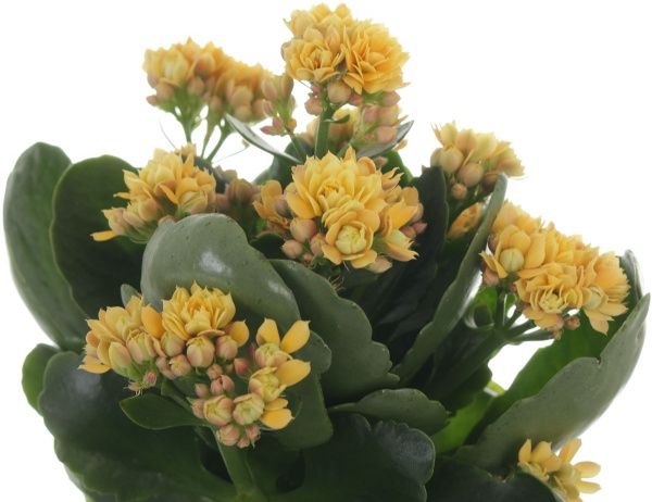 Рослина кімнатна Каланхое мікс 10x24 см