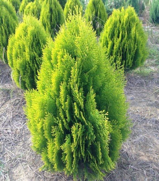 Растение Туя восточная Ауреа Нана (V21-F23 h60+WRB)