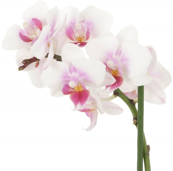 Рослина кімнатна Фаленопсис 1 гілка (А2) 9/25