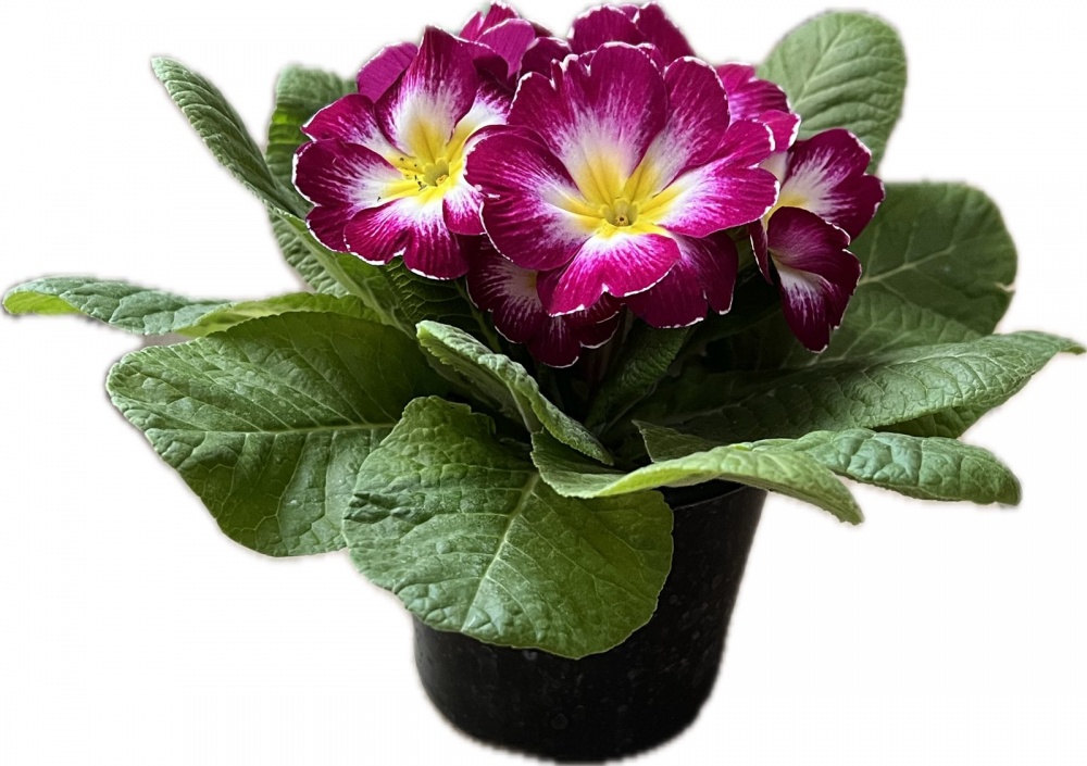 Растение комнатное Примула вульгарис