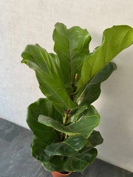 Растение Фикус лирата d21/h70