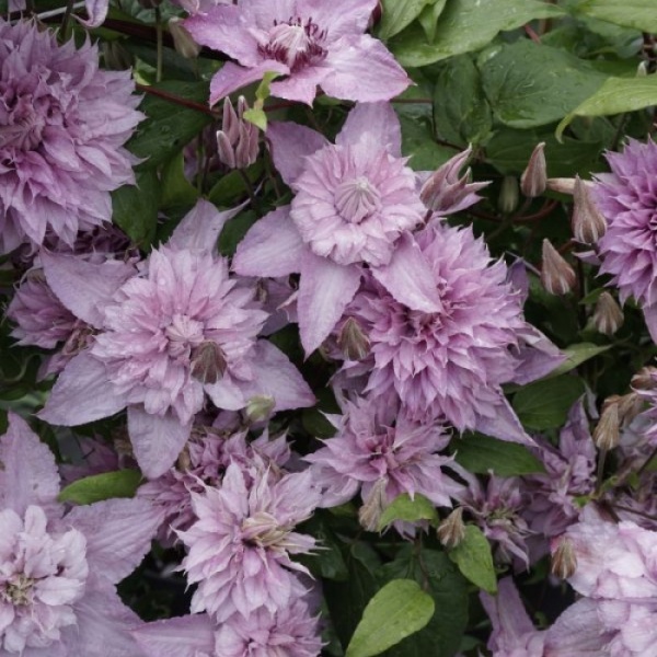 Растение Клематис мульти пинк d17/h75