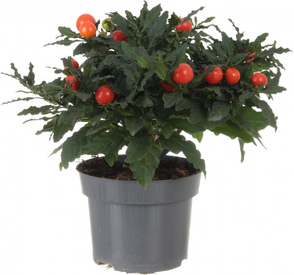 Растение Соланум 12xh30 см