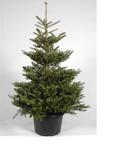 Саженец Пихта в горшке 0,8 м.