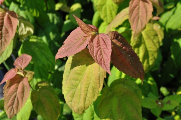 Растение Спирея С3