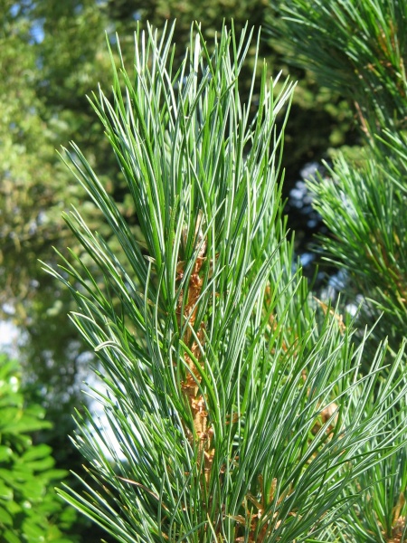 Растение Сосна кедровая / Pinus cembra С7.5/Н 25-30